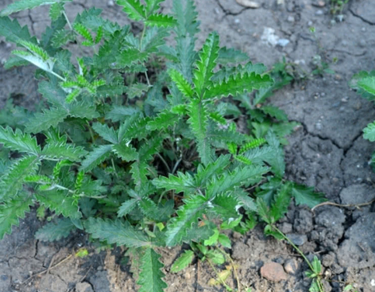 植物|藏在泥里的“小鸡腿”，生食效用堪比人参，现在价值珍贵还难找