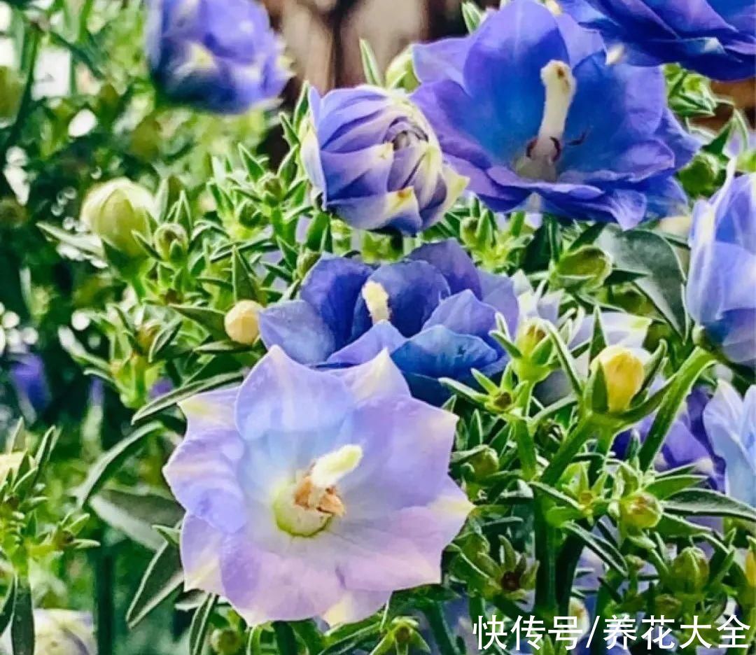 花苞|今冬最火网红花，密密麻麻“风铃”花苞，气质十足有格调