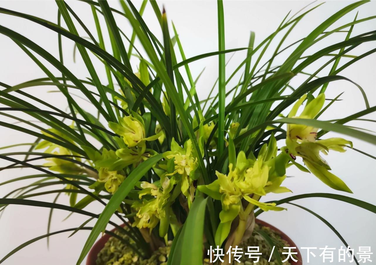 兰花界的“奇花之王”,翩翩起舞似蝴蝶,花苞大开花香,值得种植
