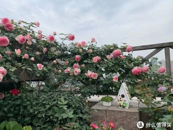 露台花园成型记（篇二）