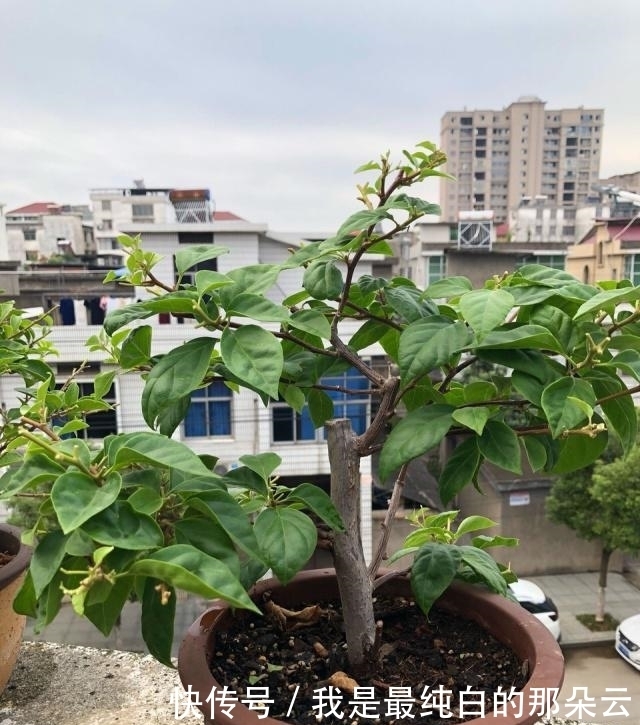 叶片|三角梅开败了？狠狠心，用3个“高招”，挤满新枝芽，又爆二茬花