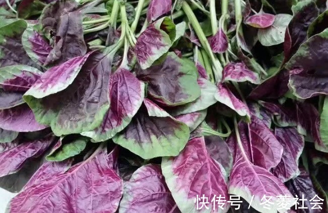 入味|炒苋菜时,牢记“油盐水”3步,口感嫩味道香,还很入味,真好吃