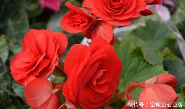 喜欢养护花卉，就在家中春季养护3种花卉，花朵层层叠叠，美极了