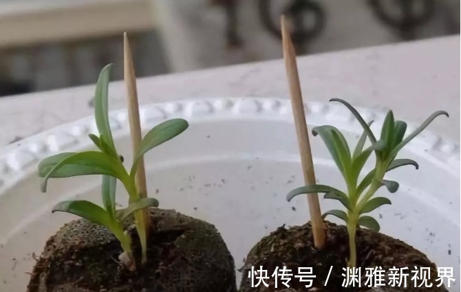 烂根|万能的浇水“神器”，只需一根小吸管，专治各种烂根烂叶！