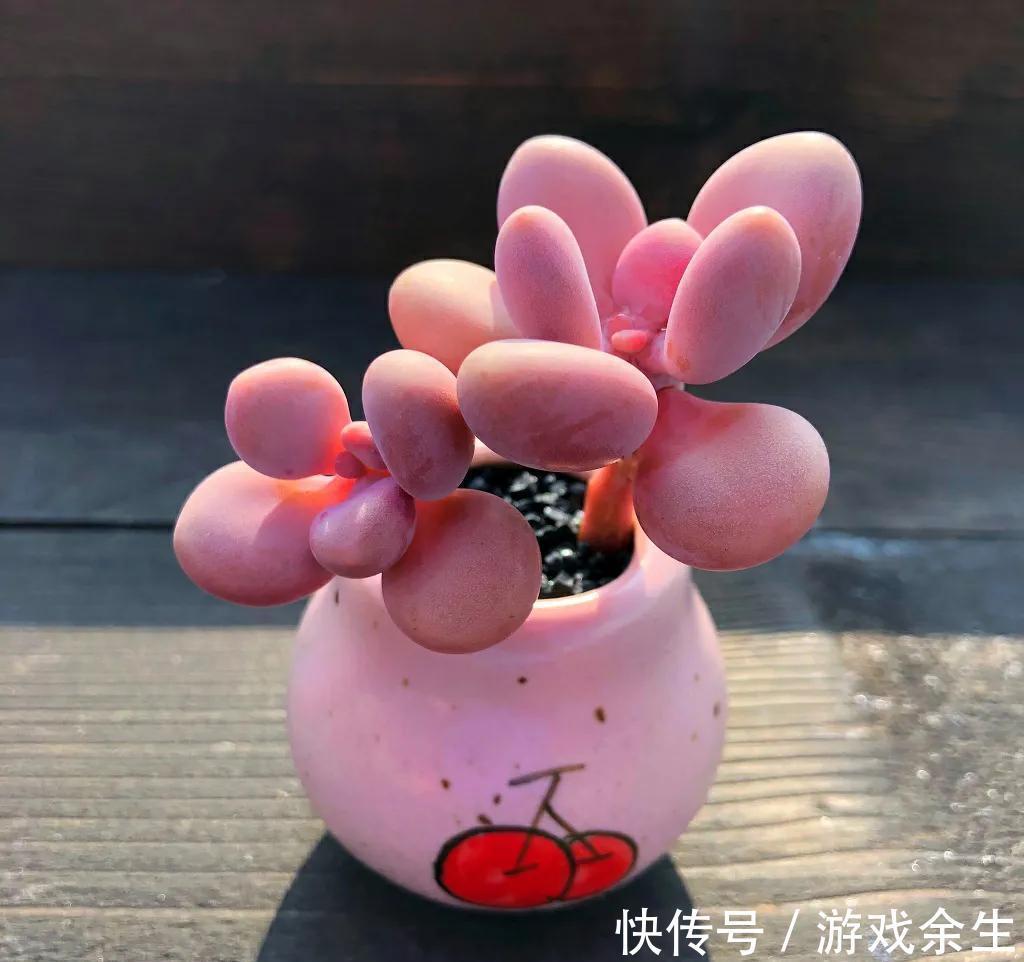 多肉中的美仙女,叶片鲜艳又肥美,颜值,气质俱佳,太可爱了