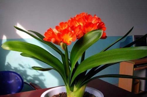 宁干|养一盆君子兰,观赏性极佳,浇水时记住口诀,肉质感强,色泽艳丽