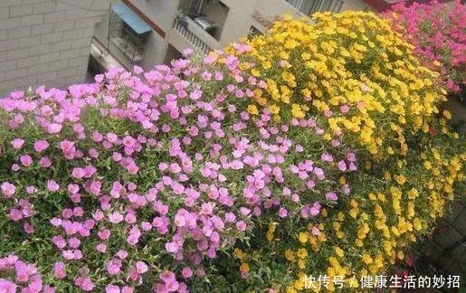 2月养花选这3种,植株疯长、砰砰开花,将阳台轻松打造成花海!