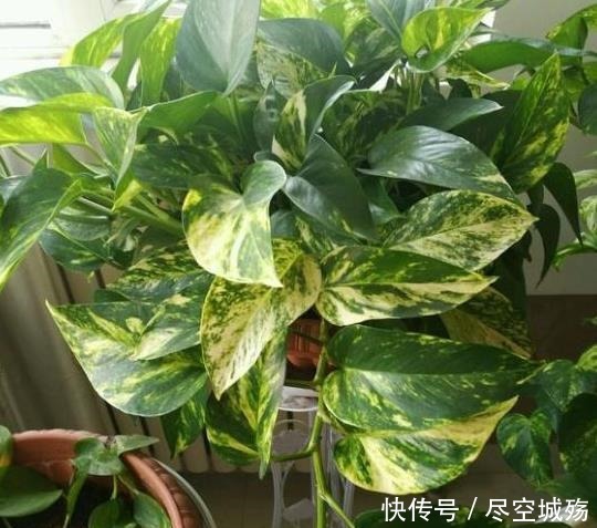 绿萝|家庭养绿萝,学会最“实用”的方法,叶片绿得滴油,疯长不停!