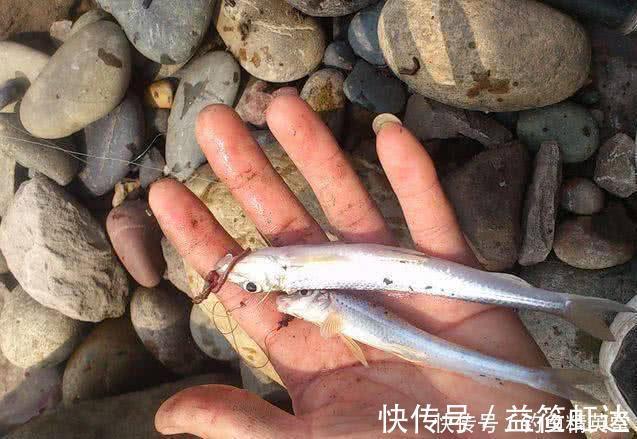 大别山下,淠水河中,此鱼甚多,我们本地人叫它“船钉”