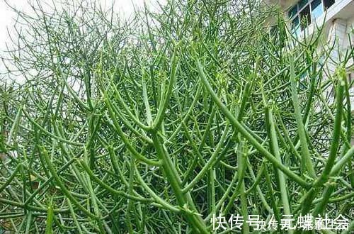 古代|这种野草曾被古代用于引产,如今是农民日常备用药,你们认识吗?