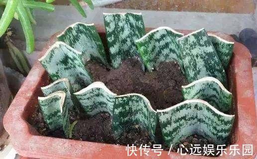 紫罗兰|家里有着6种花赚了!自己在家扦插,不花钱轻松变出好几盆