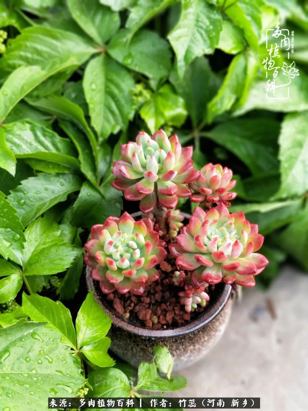 养多肉三周年有感养这么多多肉到底有啥用！