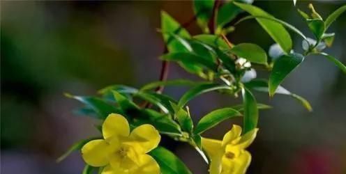 这花极耐寒花开半年,香飘满院,城里人还抢着种,它其实叫断肠草