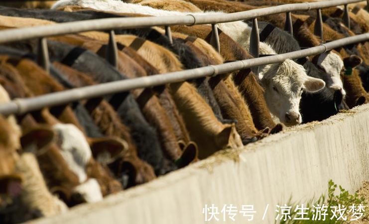 新生|犊牛腹泻的临床症状及防治,你了解多少,来这看看吧