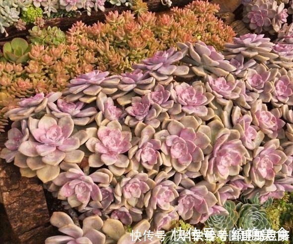 以树干为花盆,可以把紫乐养出“一面墙”,感兴趣可以试试!