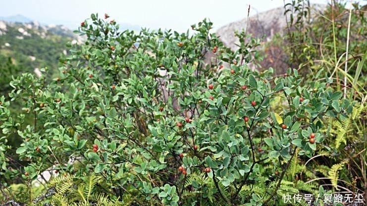 野草|这野草很像人参，农民当杂草除掉，殊不知是皇帝常用的“鬼辣椒”