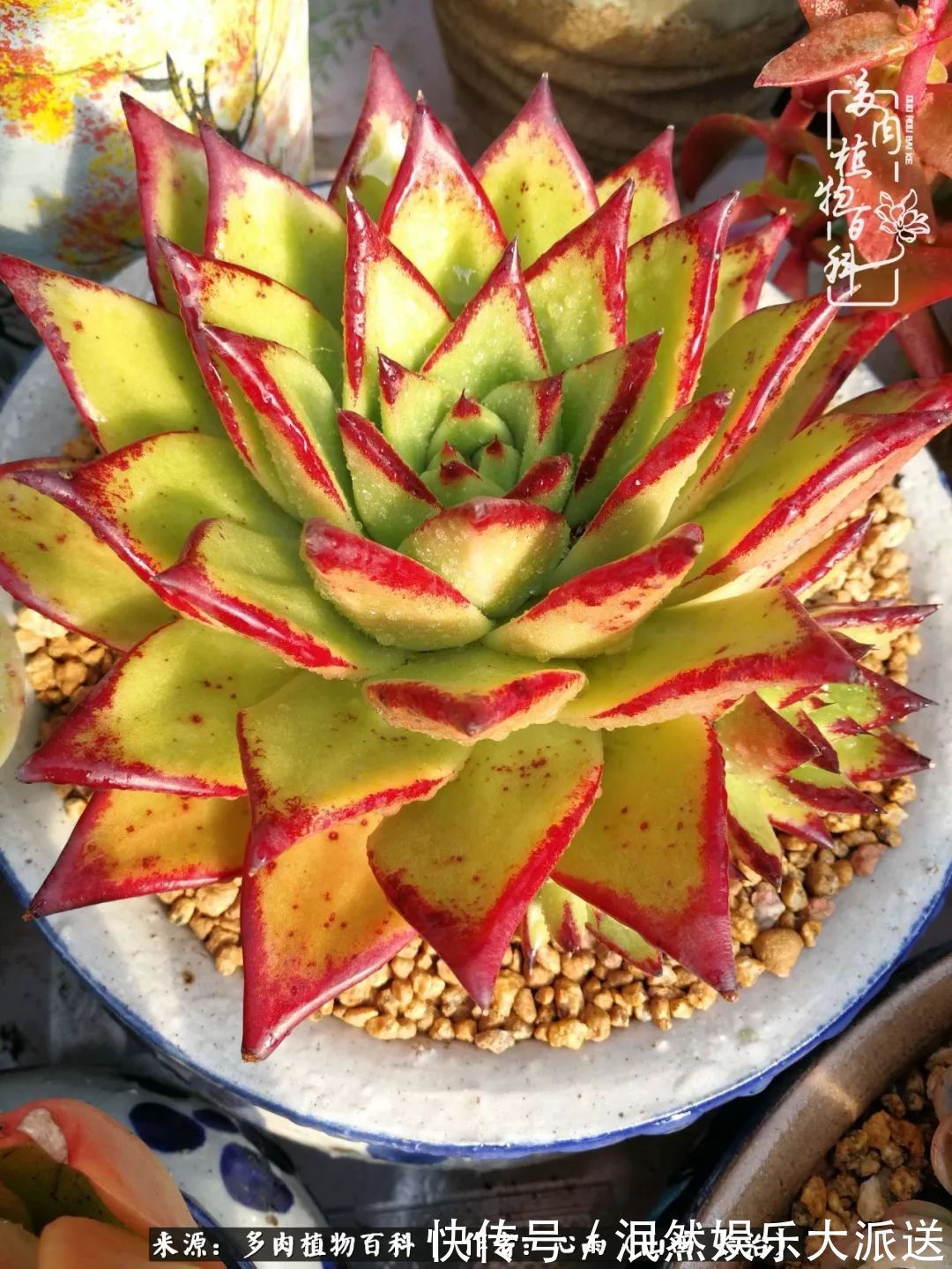 蚧壳虫|为肉痴狂!多肉植物也会用最美的容颜报答我们的勤劳付出!