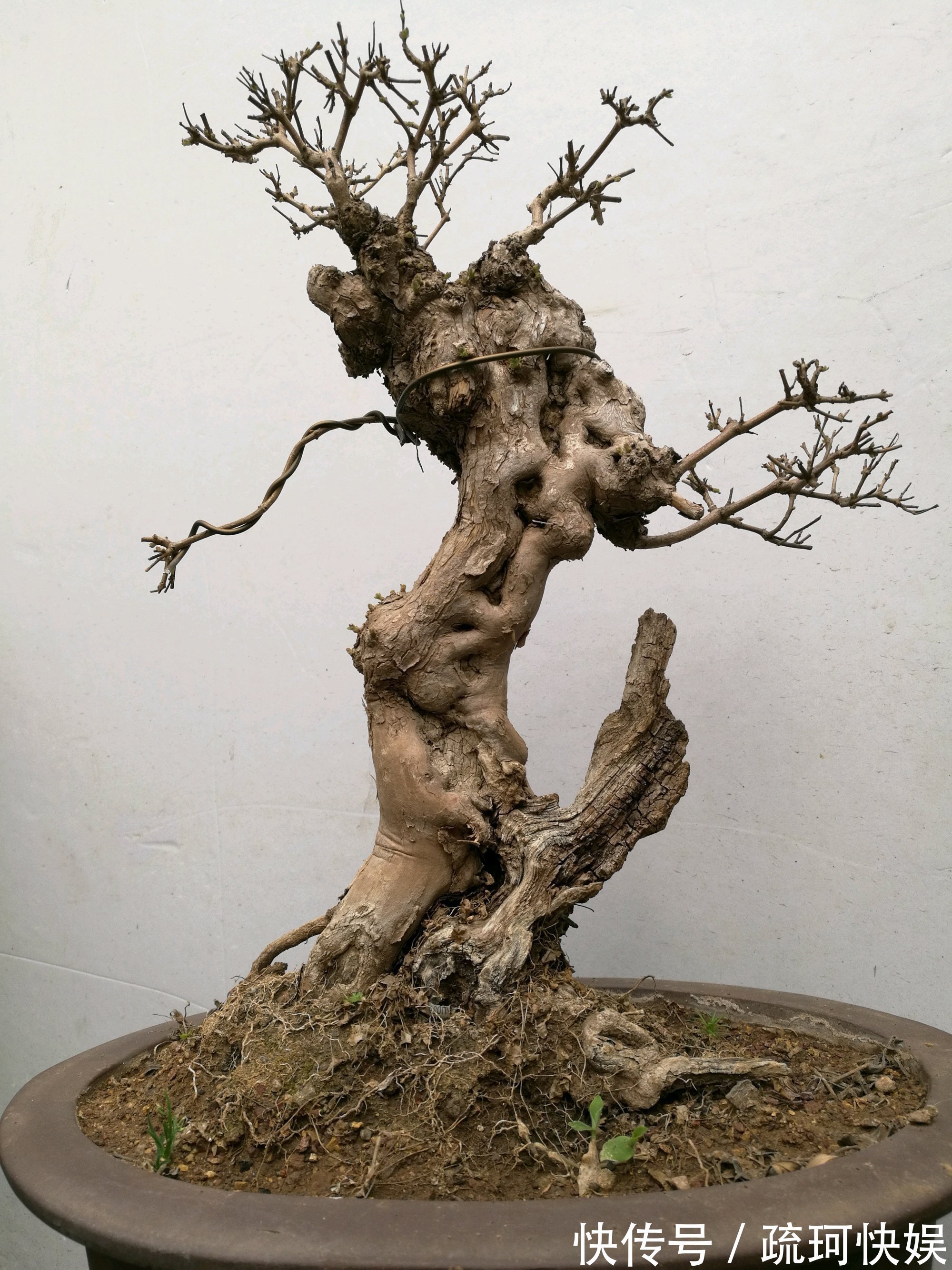 黄荆盆景老桩根部刚萌发的新芽要不要抹掉生桩和熟桩有区别