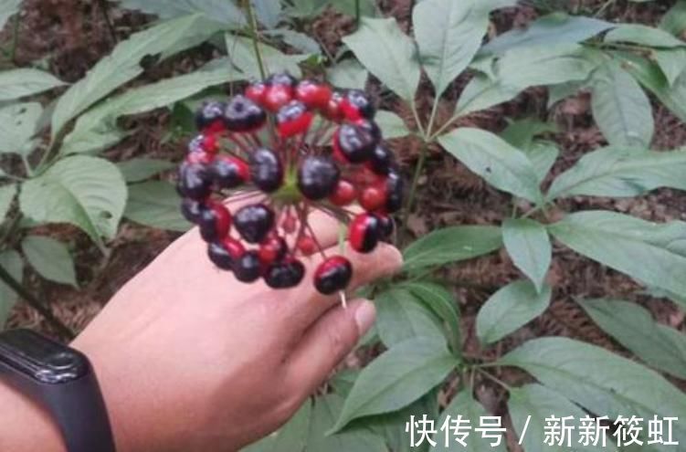 人参|山里一野草,外形酷似人参,价值珍贵,如今农民大量种植