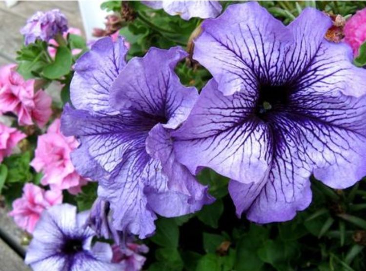 喜欢菊花,不如养盆“花中珍品”太阳花,一次开花上百朵,超级可