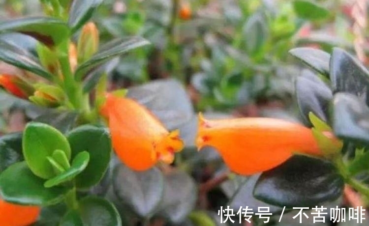 养护|4种旺运花,吉祥添富贵,花美色艳,一言不合就爆盆,你一定喜欢