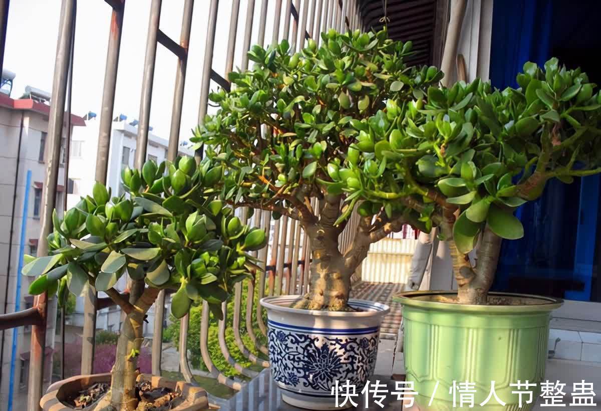 12种花,建议养一盆,不仅吸收废气,还有“旺财添福”的美好寓意