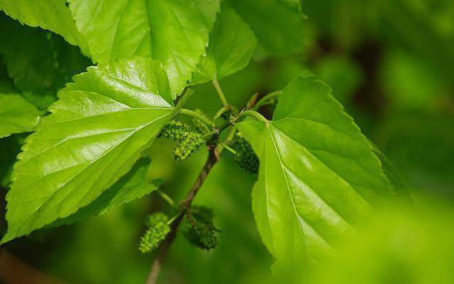 桑叶茶|桑叶营养价值丰富,用桑叶泡茶有什么好处