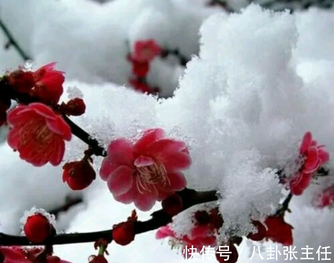 争锋$野渡征联:梅雪争锋春设局,征对下联