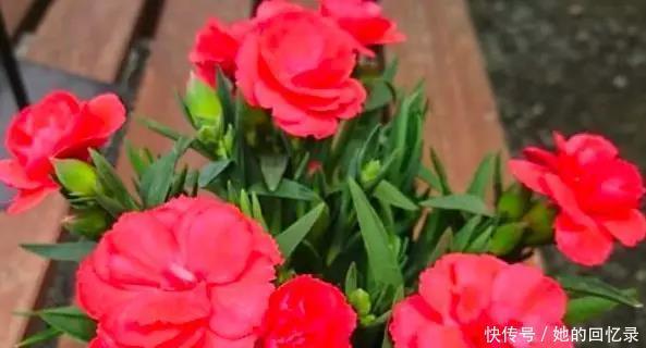 5种本木花卉,随便在家养一盆,瞬间提升档次