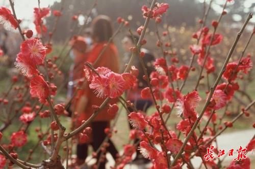 出游防疫两不误,东湖景区游客较前年同期增加一倍有余