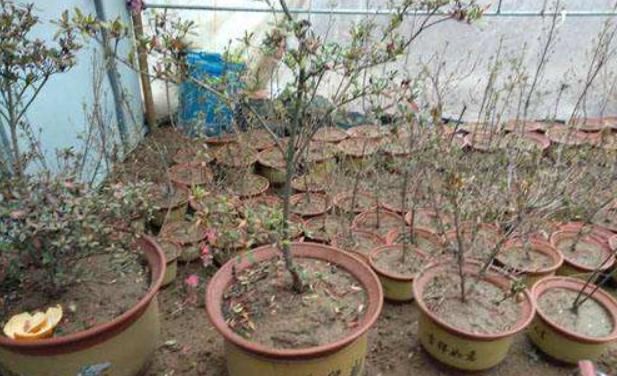 3种树最适合养成“老桩”,再用上“这方法”,还无需花钱就能养