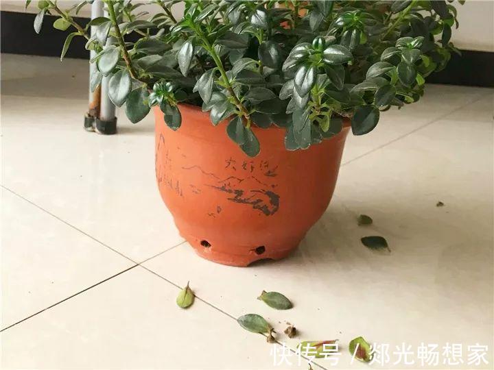 金鱼吊兰这么养,1年四季都能开花,小金鱼噗噗冒!