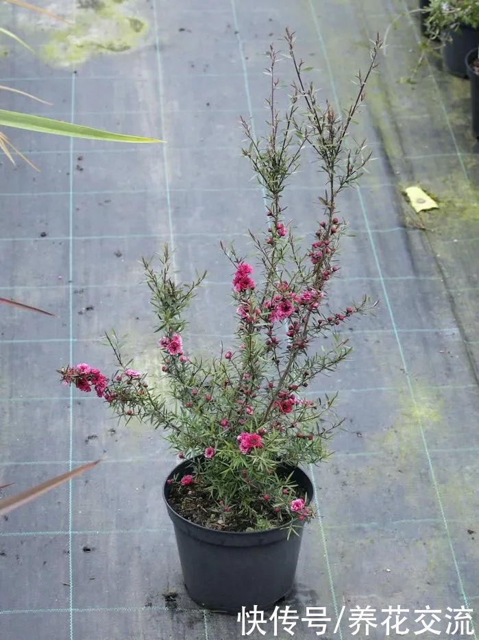 冬季买花“坑”很多，做好这几点，少吃亏，少上当