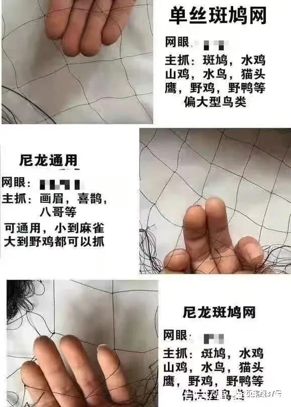 客服|某电商平台疑售卖非法猎捕工具，平台客服：核实属实会严肃处理