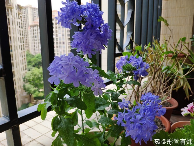 好习惯|5个养花好习惯,学会了,啥花都能养爆盆!