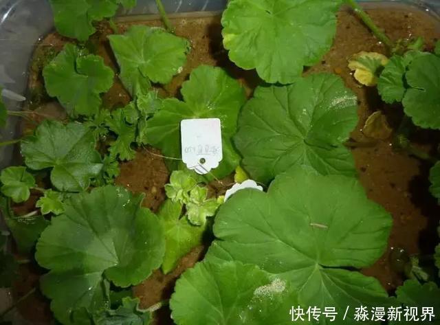 矿泉水瓶|扦插加个小药片,成活率翻番,新手也能做得好!