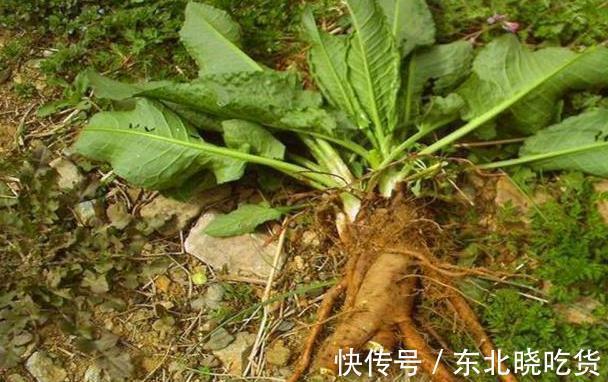 微波状|野草人称“牛舌头”,以前农民拿来当饲料,如今却要20元一斤