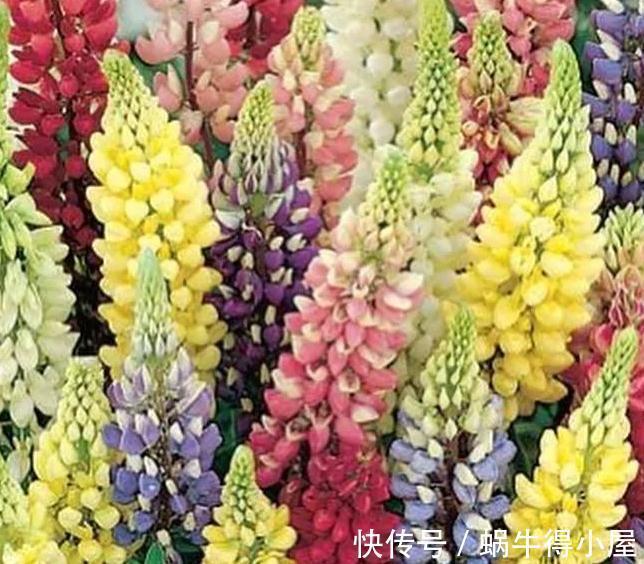 植株|花园不能没有它，鲁冰花一开成一片，五彩缤纷煞是好看