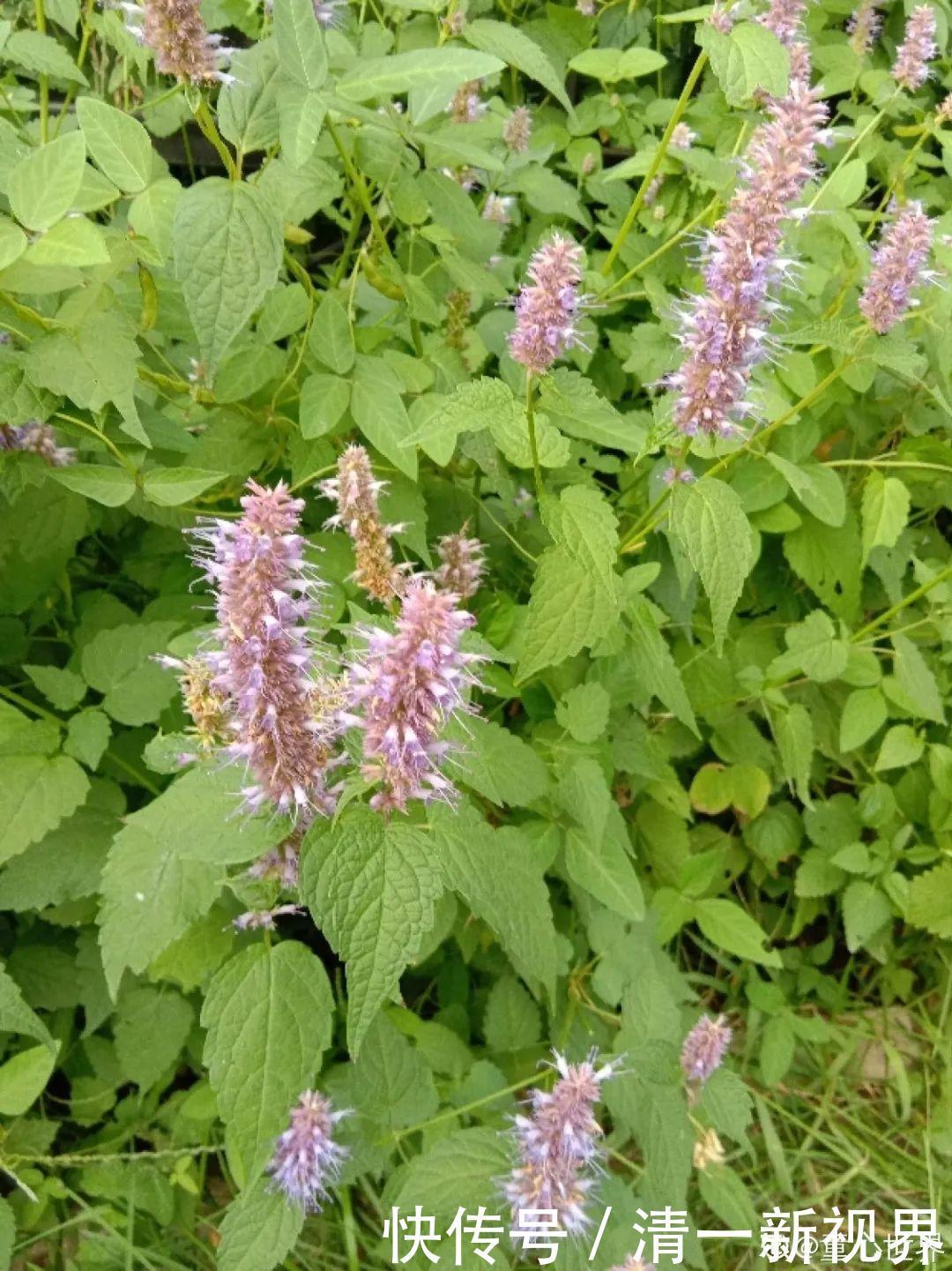 7种花插土里,立马长满院子,蚊虫不敢靠近!