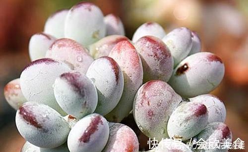 乒乓|捡了一棵“秃顶”的多肉乒乓福娘,养2年完美逆袭,美呆了