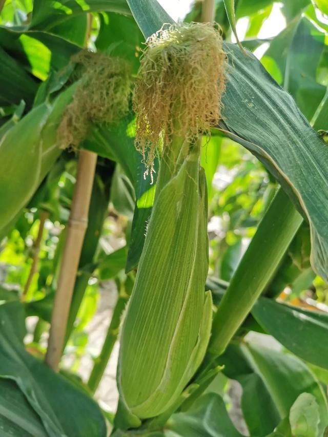 丢一把种子到水里，7天冒出小森林，越热越长个！绿植盆栽不用买