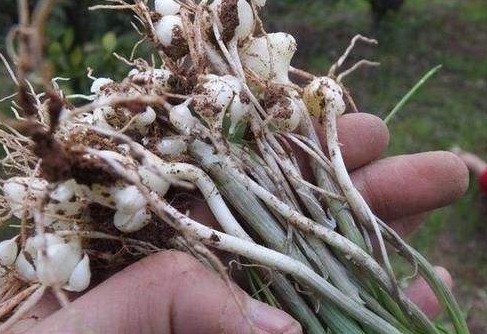 采摘|农村常见的3种抗癌野菜,很多人嫌脏不愿吃,却对身体健康有好处