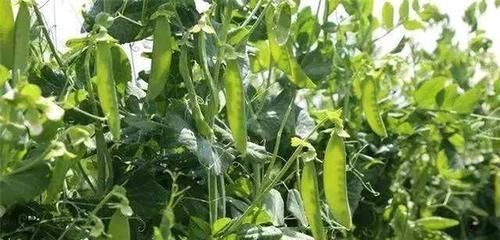 女性想变美，以下以下食物要多吃，细腻肌肤，减少皱纹，素颜也好