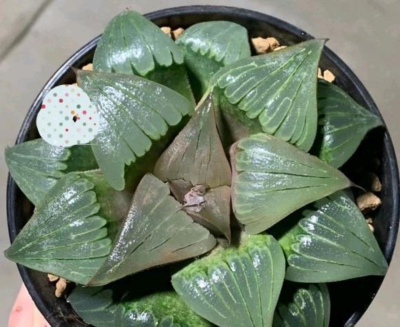 为啥你养的玉露不透?根系没发育好,先养根,不要着急养状态