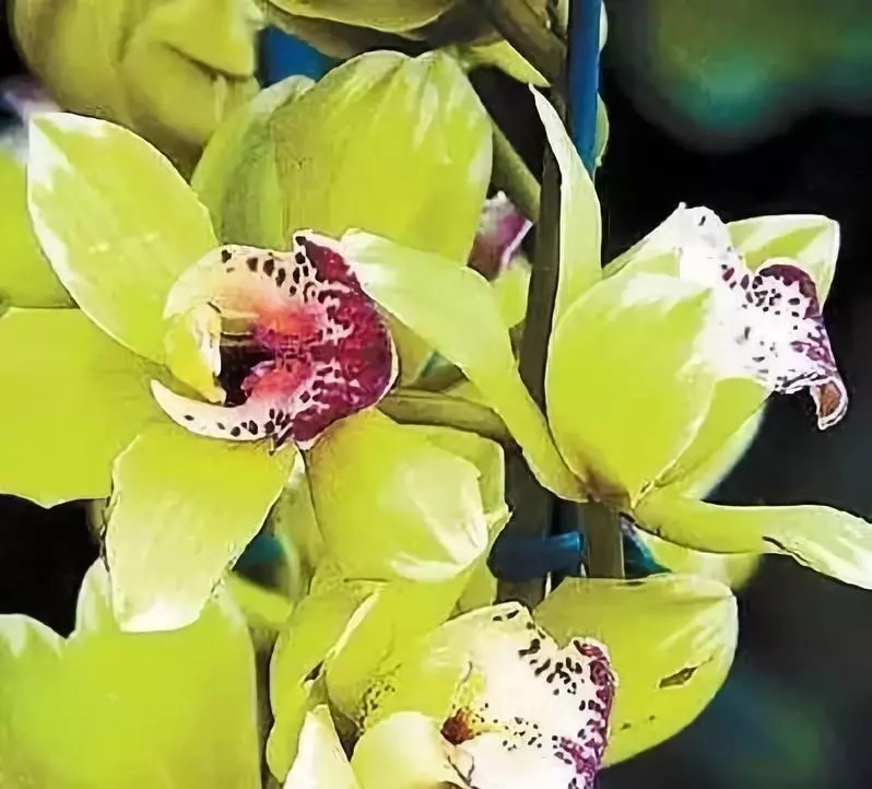 名贵植物排行,令人大开眼界!