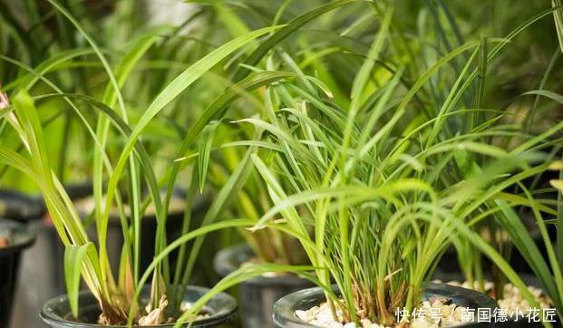 惹人爱|兰花养护全知道,一年四季绿油油,姿态优美惹人爱