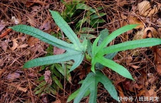 土人参|农村的此物，人称“土人参”，根部价值极为珍贵，遇见请珍惜