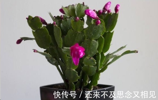 现在把蟹爪兰嫁接到仙人掌上，不用管，秋天也能开成瀑布！