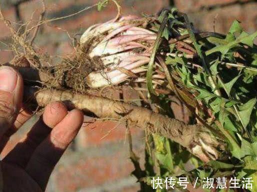 肝病|肝病的“死对头”, 只要每天吃一点, 排毒养肝, 肝病不攻自破