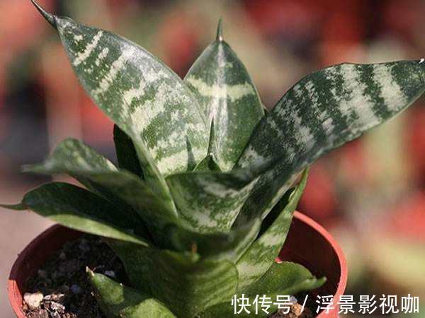 虎皮兰也要加餐,盆里掺上它,呼呼长成“大高个”!